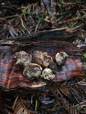  ( - HAY-F-007472)  @11 [ ] by (2023) Mandy Hackney Fungal Diversity Survey