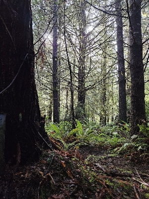  ( - HAY-F-007472)  @11 [ ] by (2023) Mandy Hackney Fungal Diversity Survey