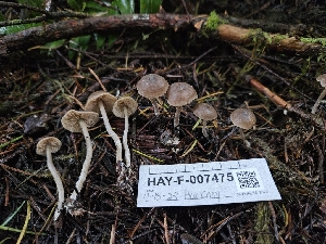  ( - HAY-F-007475)  @11 [ ] by (2023) Mandy Hackney Fungal Diversity Survey