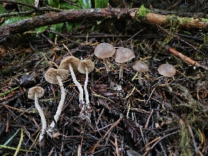  ( - HAY-F-007475)  @11 [ ] by (2023) Mandy Hackney Fungal Diversity Survey