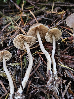  ( - HAY-F-007475)  @11 [ ] by (2023) Mandy Hackney Fungal Diversity Survey