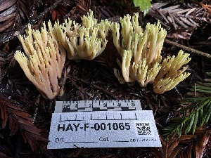  ( - LA-F-000330)  @11 [ ] by-nc (2023) Christian Schwarz Fungal Diversity Survey