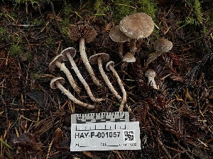  ( - HAY-F-001057)  @11 [ ] by-nc (2023) Christian Schwarz Fungal Diversity Survey
