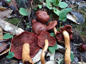  ( - HAY-F-003471)  @11 [ ] by-nc (2023) Sadie Hickey Fungal Diversity Survey