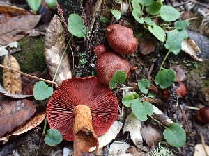  ( - HAY-F-003471)  @11 [ ] by-nc (2023) Sadie Hickey Fungal Diversity Survey