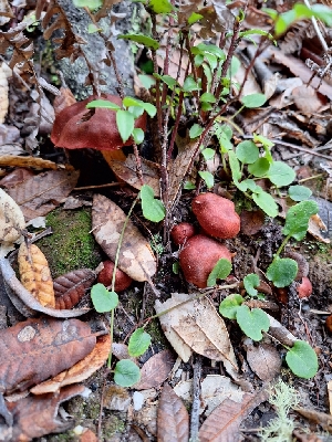  ( - HAY-F-003471)  @11 [ ] by-nc (2023) Sadie Hickey Fungal Diversity Survey