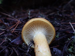  ( - HAY-F-003477)  @11 [ ] by-nc (2023) Sadie Hickey Fungal Diversity Survey