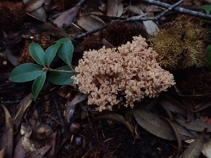  (Ramaria sp. CA07 - HAY-F-001885)  @11 [ ] by-nc (2023) Sadie Hickey Fungal Diversity Survey