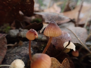  ( - HAY-F-003842)  @11 [ ] by-nc (2023) Sadie Hickey Fungal Diversity Survey