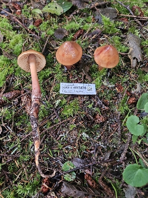  ( - HAY-F-007476)  @11 [ ] by (2023) Mandy Hackney Fungal Diversity Survey