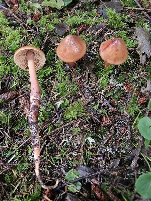  ( - HAY-F-007476)  @11 [ ] by (2023) Mandy Hackney Fungal Diversity Survey