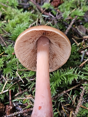 ( - HAY-F-007476)  @11 [ ] by (2023) Mandy Hackney Fungal Diversity Survey