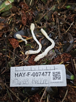  (Trichoderma sp. leucopus-CA01 - HAY-F-007477)  @11 [ ] by (2023) Mandy Hackney Fungal Diversity Survey