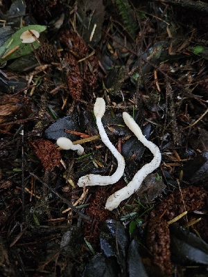  ( - HAY-F-007477)  @11 [ ] by (2023) Mandy Hackney Fungal Diversity Survey
