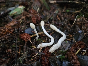  ( - HAY-F-007477)  @11 [ ] by (2023) Mandy Hackney Fungal Diversity Survey