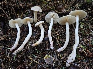 ( - HAY-F-007479)  @11 [ ] by (2023) Mandy Hackney Fungal Diversity Survey
