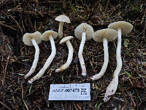  ( - HAY-F-007479)  @11 [ ] by (2023) Mandy Hackney Fungal Diversity Survey