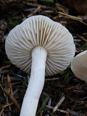  ( - HAY-F-007479)  @11 [ ] by (2023) Mandy Hackney Fungal Diversity Survey