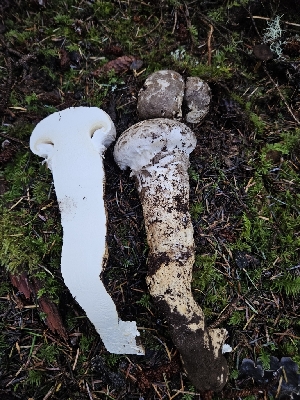  ( - HAY-F-007480)  @11 [ ] by (2023) Mandy Hackney Fungal Diversity Survey
