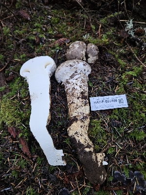  ( - HAY-F-007480)  @11 [ ] by (2023) Mandy Hackney Fungal Diversity Survey