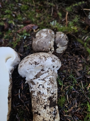  ( - HAY-F-007480)  @11 [ ] by (2023) Mandy Hackney Fungal Diversity Survey