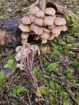  ( - HAY-F-007481)  @11 [ ] by (2023) Mandy Hackney Fungal Diversity Survey