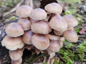  (Connopus sp. bagleyensis - HAY-F-007481)  @11 [ ] by (2023) Mandy Hackney Fungal Diversity Survey