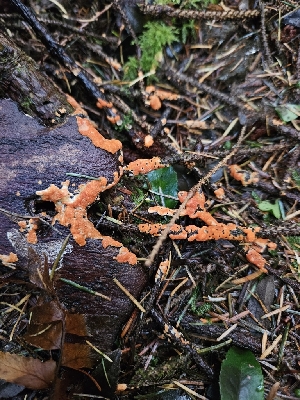  ( - HAY-F-007482)  @11 [ ] by (2023) Mandy Hackney Fungal Diversity Survey