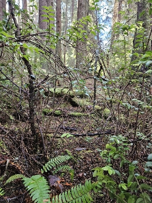  ( - HAY-F-007482)  @11 [ ] by (2023) Mandy Hackney Fungal Diversity Survey