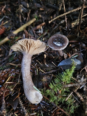  ( - HAY-F-007483)  @11 [ ] by (2023) Mandy Hackney Fungal Diversity Survey