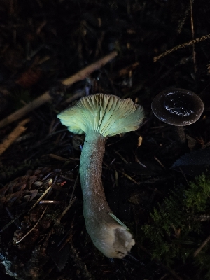  ( - HAY-F-007483)  @11 [ ] by (2023) Mandy Hackney Fungal Diversity Survey