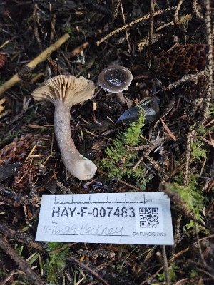  ( - HAY-F-007483)  @11 [ ] by (2023) Mandy Hackney Fungal Diversity Survey