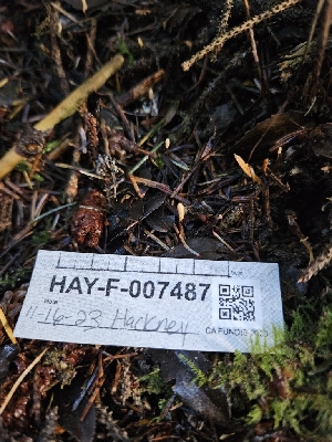  (Heyderia sp. CA02 - HAY-F-007487)  @11 [ ] by (2023) Mandy Hackney Fungal Diversity Survey
