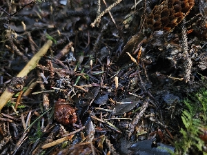  ( - HAY-F-007487)  @11 [ ] by (2023) Mandy Hackney Fungal Diversity Survey