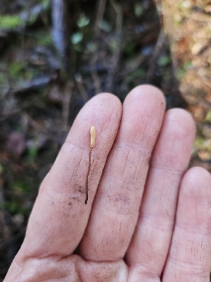  ( - HAY-F-007487)  @11 [ ] by (2023) Mandy Hackney Fungal Diversity Survey
