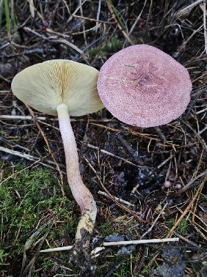  (Tricholomopsis - HAY-F-007485)  @11 [ ] by (2023) Mandy Hackney Fungal Diversity Survey