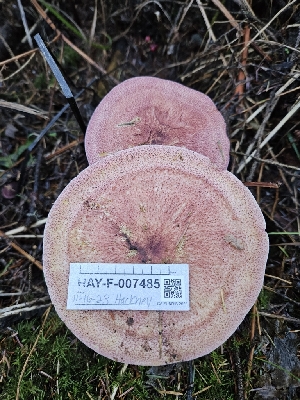  ( - HAY-F-007485)  @11 [ ] by (2023) Mandy Hackney Fungal Diversity Survey