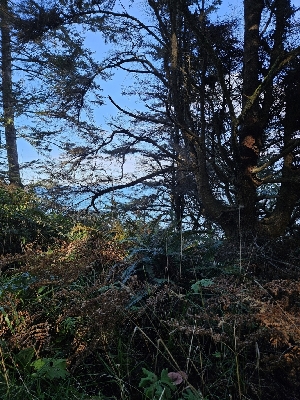  ( - HAY-F-007485)  @11 [ ] by (2023) Mandy Hackney Fungal Diversity Survey