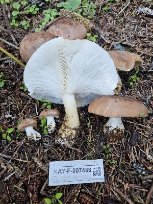  (Leucopaxillus sp. MO01 - HAY-F-007488)  @11 [ ] by (2023) Mandy Hackney Fungal Diversity Survey