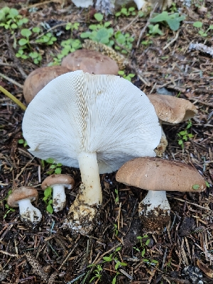  ( - HAY-F-007488)  @11 [ ] by (2023) Mandy Hackney Fungal Diversity Survey