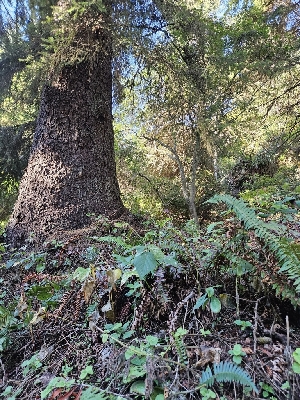  ( - HAY-F-007488)  @11 [ ] by (2023) Mandy Hackney Fungal Diversity Survey