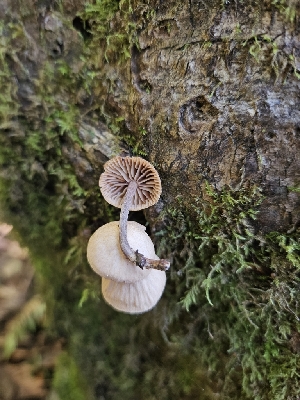  (Collybiopsis - HAY-F-007442)  @11 [ ] by (2023) Mandy Hackney Fungal Diversity Survey