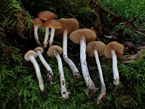  ( - HAY-F-007489)  @11 [ ] by (2023) Mandy Hackney Fungal Diversity Survey