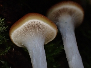  ( - HAY-F-007489)  @11 [ ] by (2023) Mandy Hackney Fungal Diversity Survey