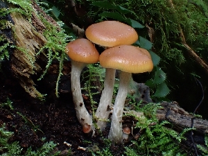 ( - HAY-F-007489)  @11 [ ] by (2023) Mandy Hackney Fungal Diversity Survey