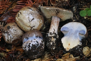  ( - HAY-F-008324)  @11 [ ] by-nc (2023) Warren Cardimona Fungal Diversity Survey