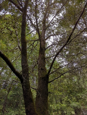  ( - HAY-F-008324)  @11 [ ] by-nc (2023) Warren Cardimona Fungal Diversity Survey