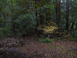  ( - HAY-F-004858)  @11 [ ] by-nc (2023) Warren Cardimona Fungal Diversity Survey