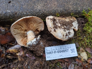  (Cortinarius sp. PNW59 - HAY-F-004857)  @11 [ ] by-nc (2023) Warren Cardimona Fungal Diversity Survey