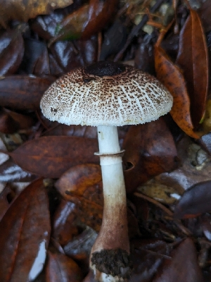  ( - HAY-F-004850)  @11 [ ] by-nc (2023) Warren Cardimona Fungal Diversity Survey